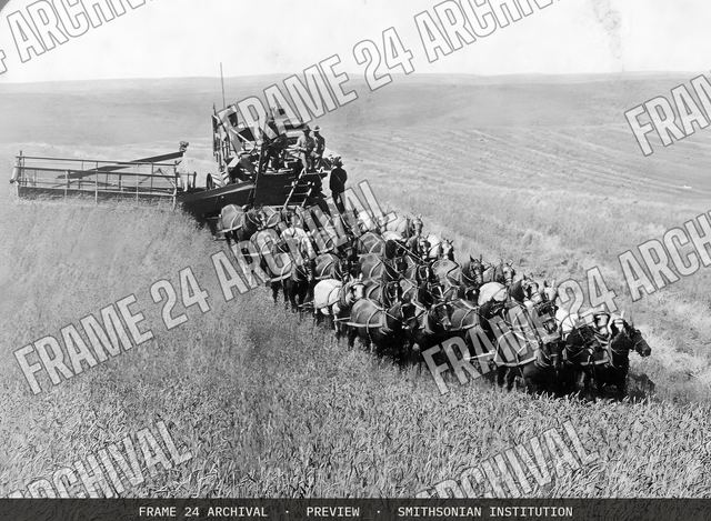 Evolution of the sickle and the flail--33-Horse Team Combined Harvester-- Walla Walla, Washington, vintage black and white photograph
