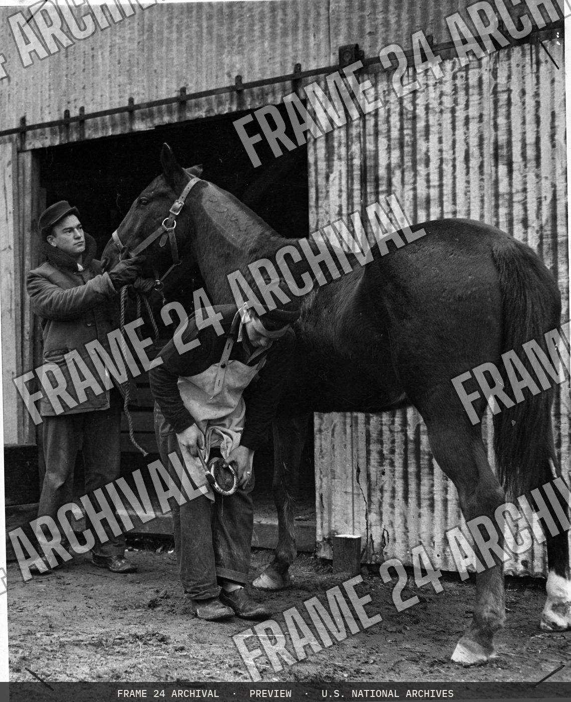 Horses In Coast Guard, restored vintage black and white photograph