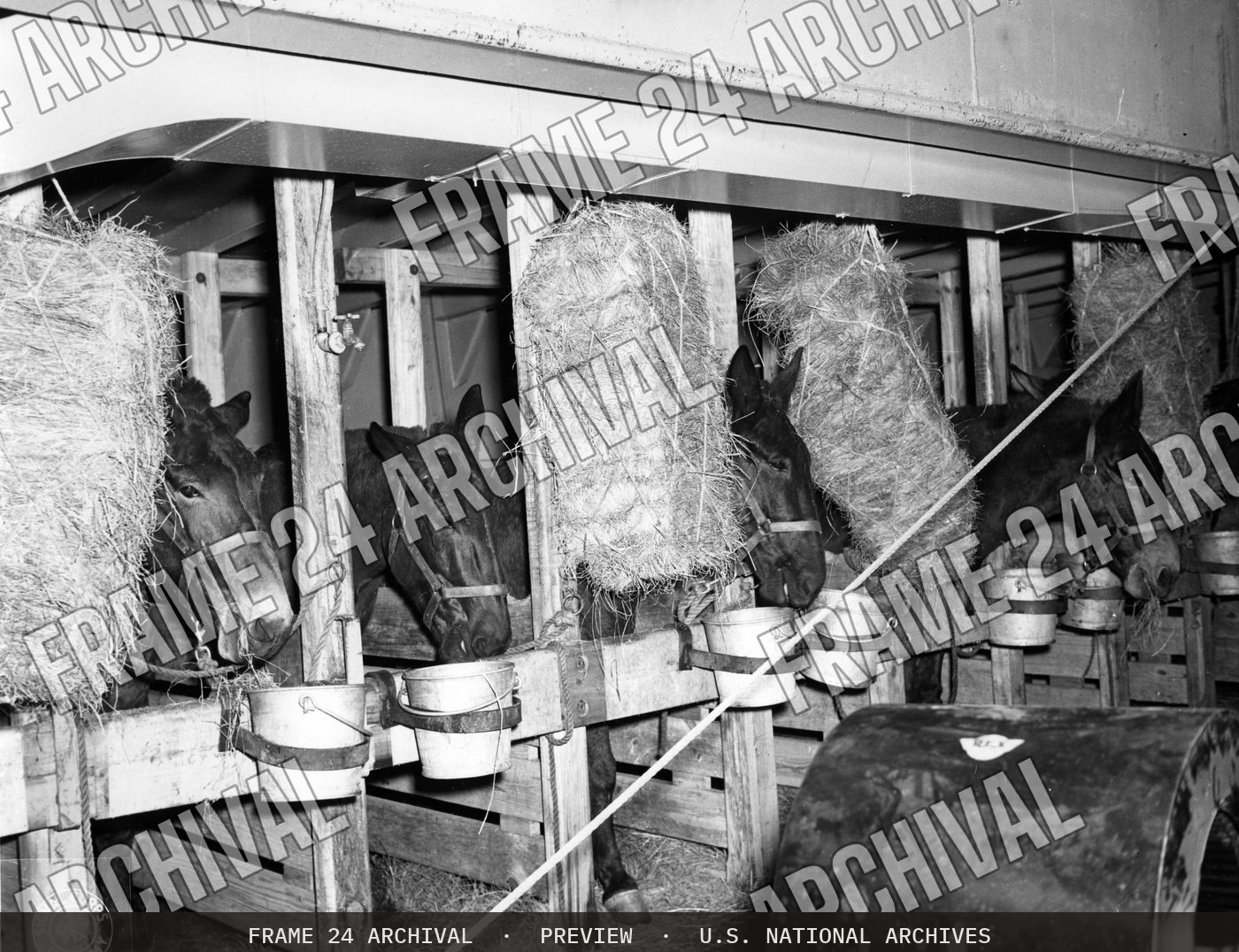 Horses in Stalls Aboard Liberty Ship (1943), restored vintage black and white photograph